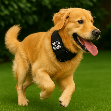 The Ultimate Dog Collar with AirTag Holder: Safety Meets Style