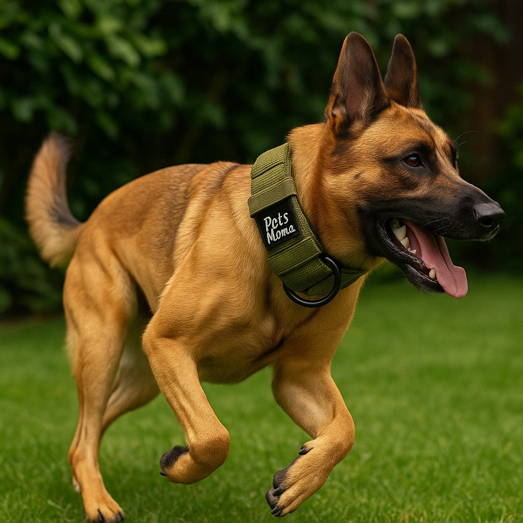 Dog Collar -
