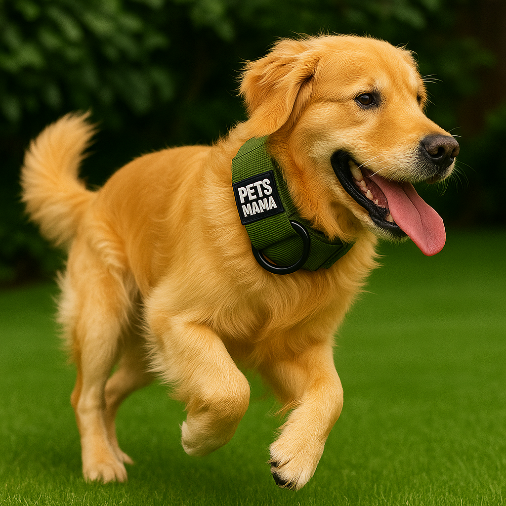 Dog Collar -